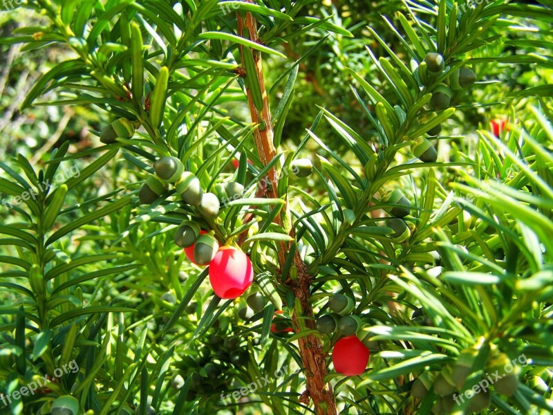 Yew Berries Green Red Berries Nature