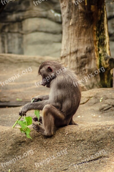 Baboon Papio Hamadryas Monkey Old World Monkey