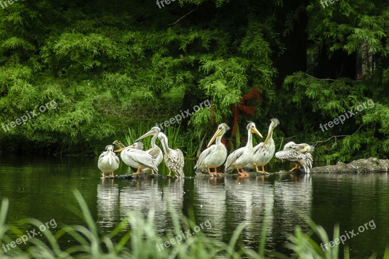 Pelicans Lake Zoo Hagenbeck Hamburg