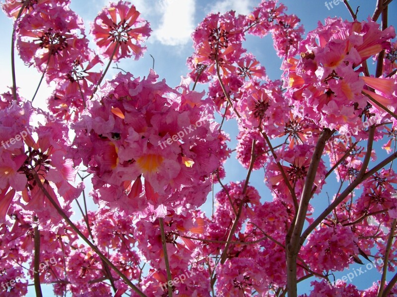 Pink Dogwood Tree Spring Flower