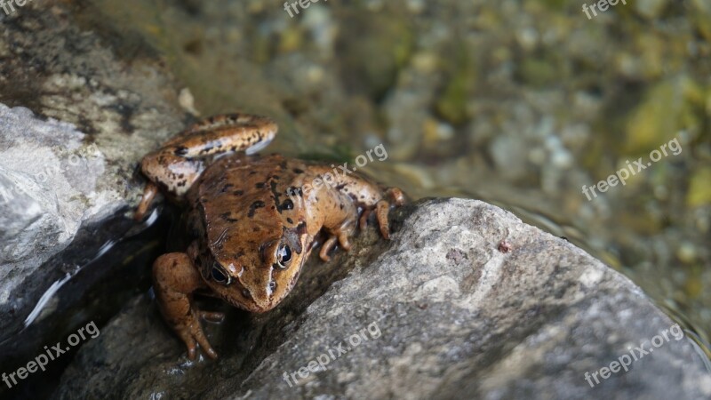 Frog Animal Frogs Nature Water