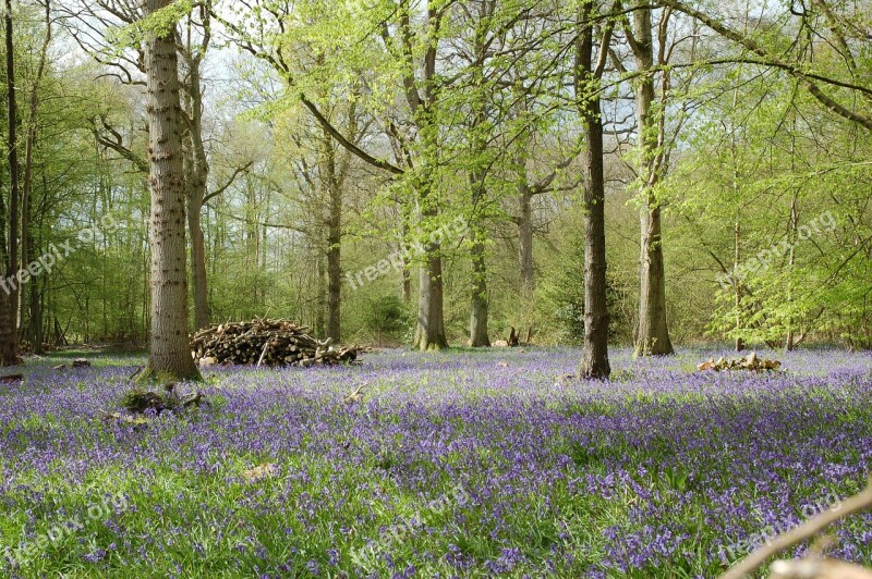 Bluebells Forest Woods Capel Woodland