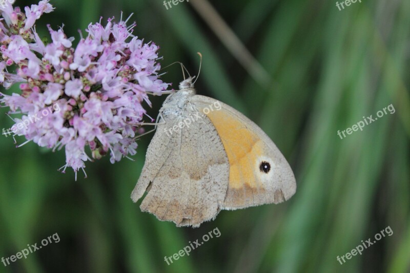 Naturopathy Nature Wild Herb Butterfly Wild Plant