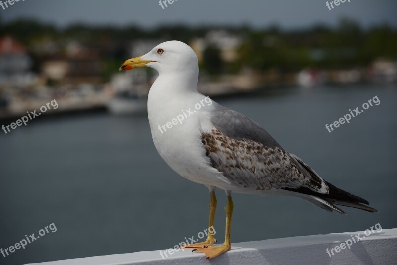 Seagull Gull Bird Great Seaside