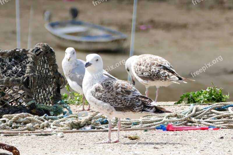 Seagull Birds Nature Sea Animal