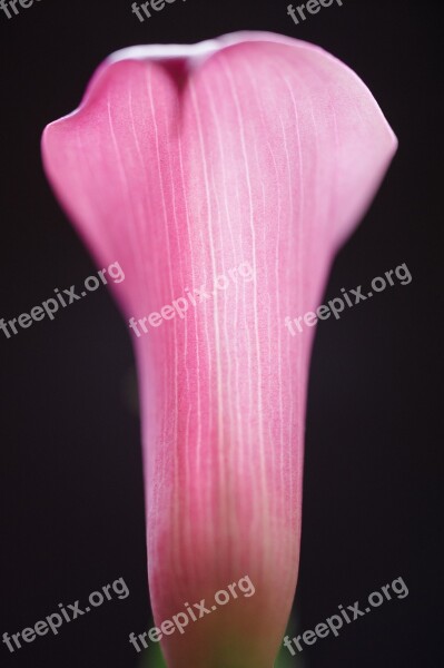 Calla Lilly Macro Flower Lilly Calla