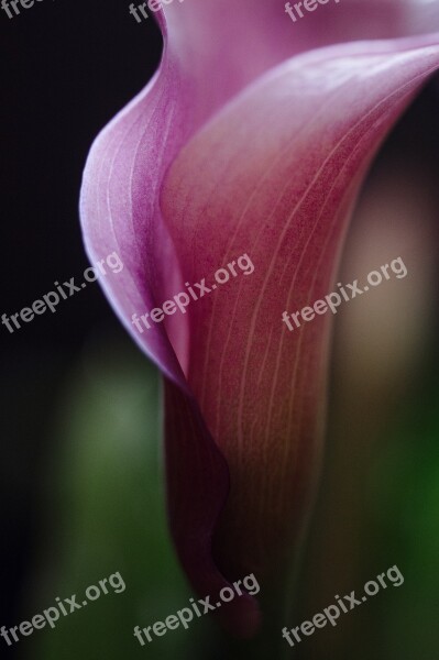 Calla Lilly Flower Blossom Calla Lilly