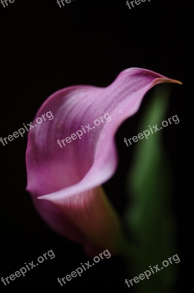 Calla Lilly Calla-lilly Delicate Curve