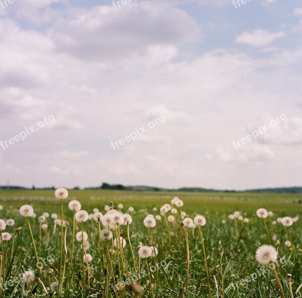 Dandelion Fields Gettysburg Pa Pennsylvania