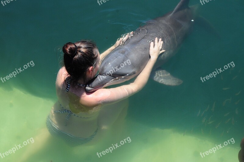 Dolphin Love Water Marine Wildlife