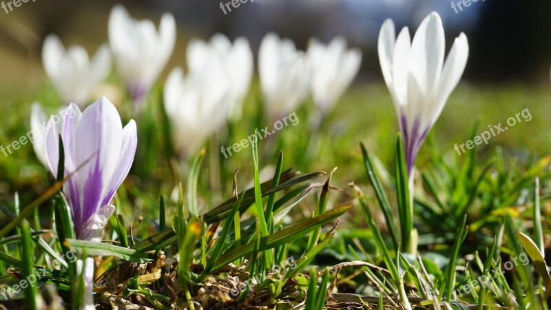 Flower Nature White Flower Blossom Bloom