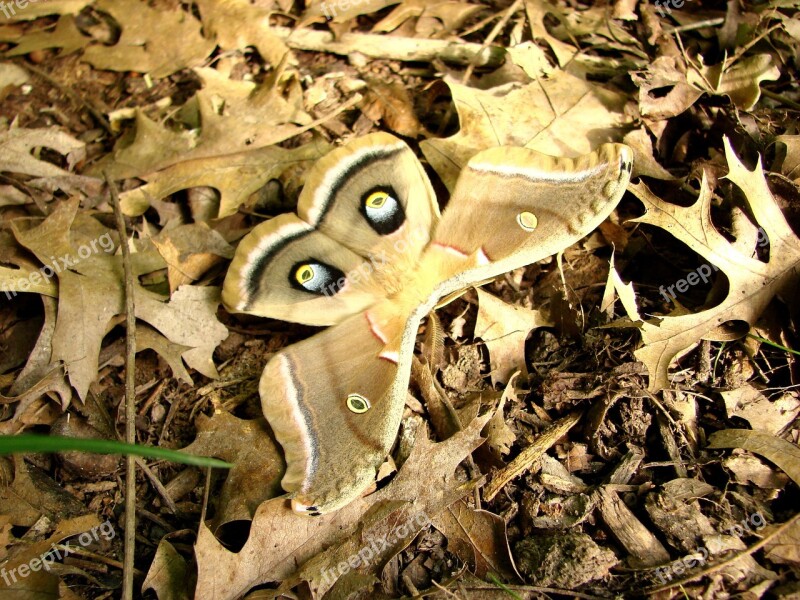 Moth Antherea Polyphemus Camouflage Browns Tan