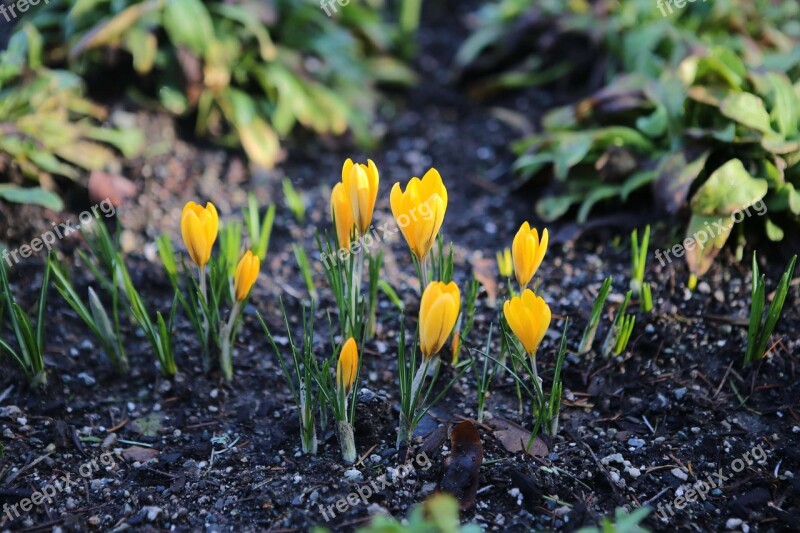 Canada Victoria London Butchart Gardens Fan Yellow