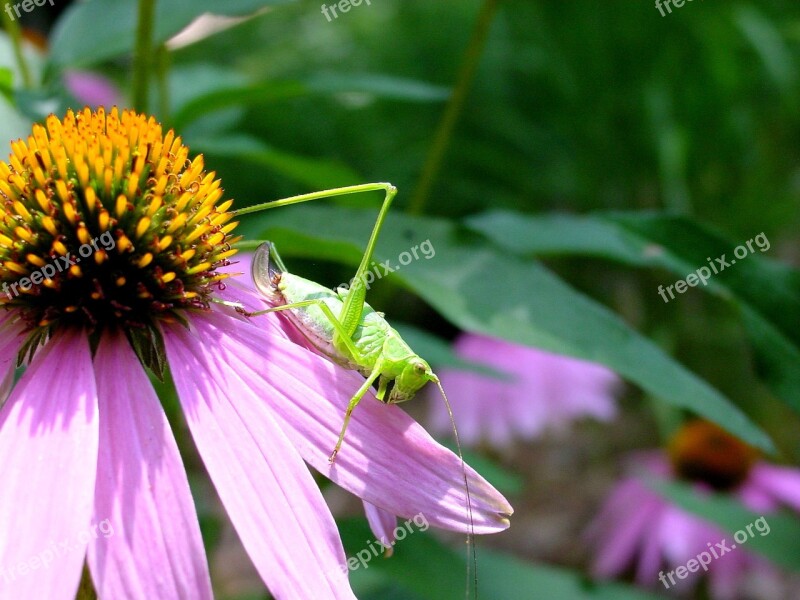 Katydid Flower Coneflower Nature Free Photos