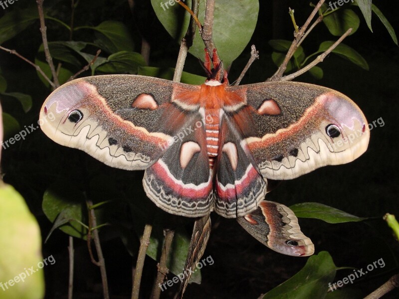 Moth Cecropia Mating Wildlife Nature