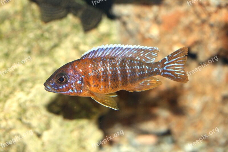 Aulonocara Jacobfreibergi Otter Point Cichlid Malawi Cichlidae