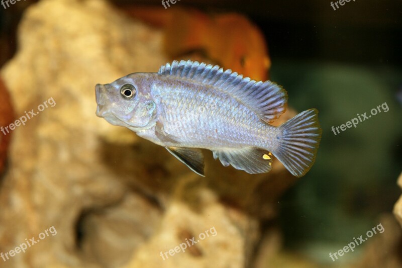 Pseudotropheus Acei Cichlid Malawi Cichlidae Cichlids