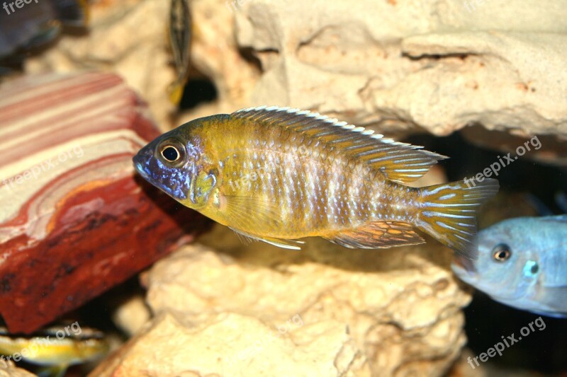 Aulonocara Baenschi Cichlid Malawi Cichlidae Cichlids