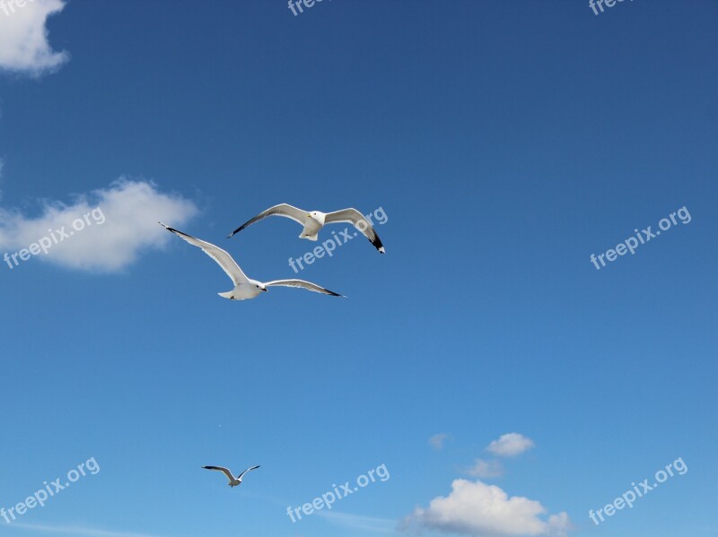 Gull Birds Seagull Free Photos