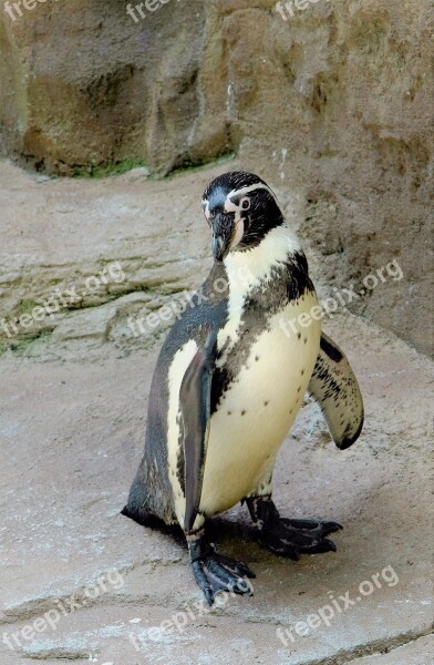 Penguin Sealife Bird Wildlife Sea