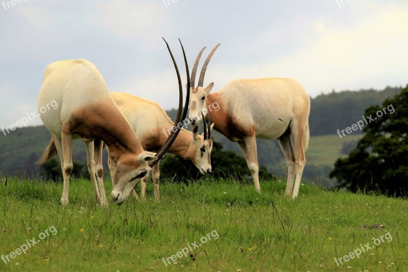 Scimitar Oryx Antelope Wildlife Scimitar Oryx