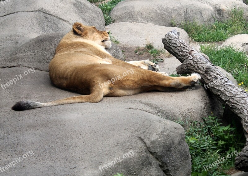 Lioness Zoo Lion Predator Feline