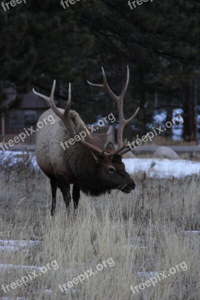 Elk Colorado Wildlife Antlers Wapiti