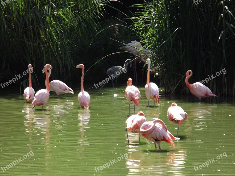 Pink Flamingo Bath Sun Nature Beauty