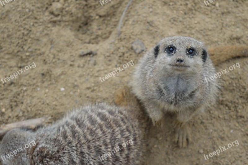 Meerkat Wildlife Wild Nature Animal