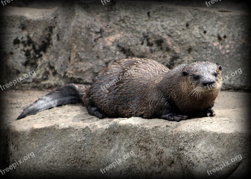 Sea Otter Zoo Otter Animals Wild