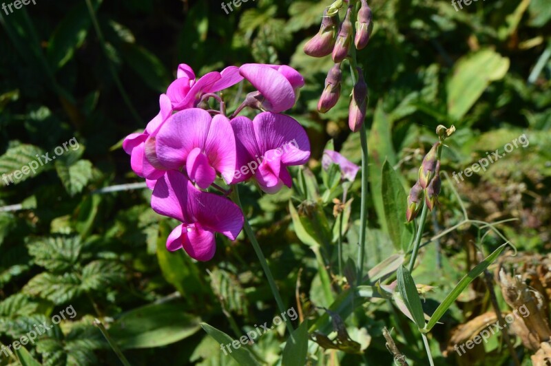 Orchid Wild Flower Wild Nature Summer