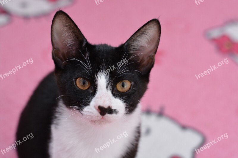 Cat Pet Black And White Cat Domestic Cat Young Cat