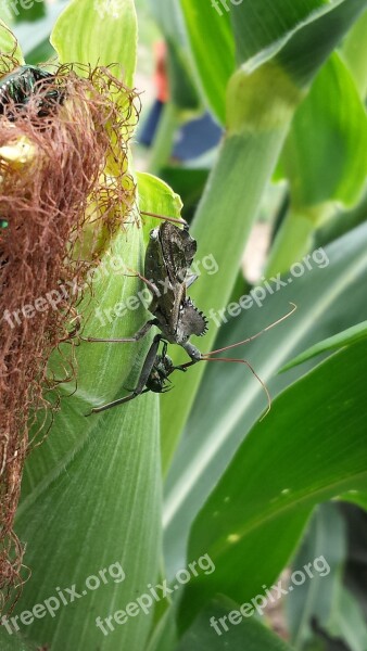 Corn Cornfield Insect Bug Wheel Bug