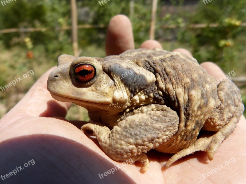 Toad Bufo Bufo Sky Rough Skin Batrachian