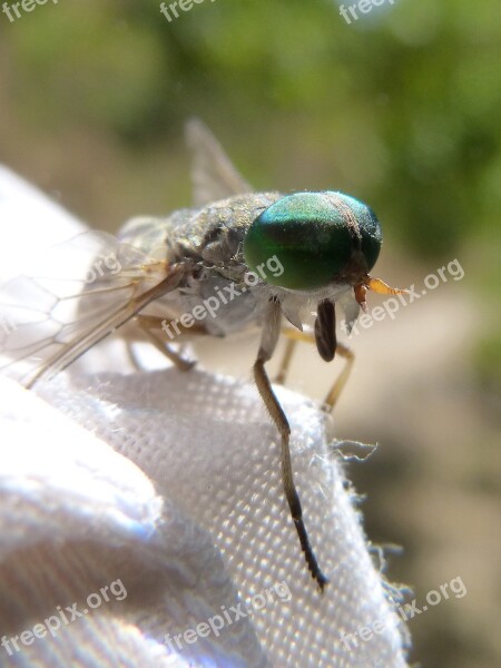 Horsefly Eyes Compounds Green Eyes Insect Sting