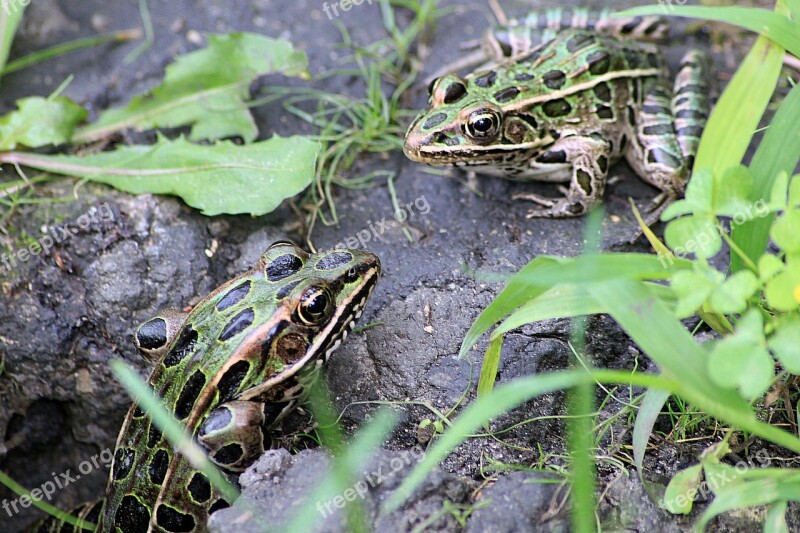 Frog Toad Frogs Toads Amphibian