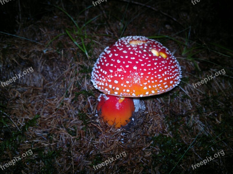 Fly Agaric Forest Evening Red Fly Agaric Mushroom Toxic