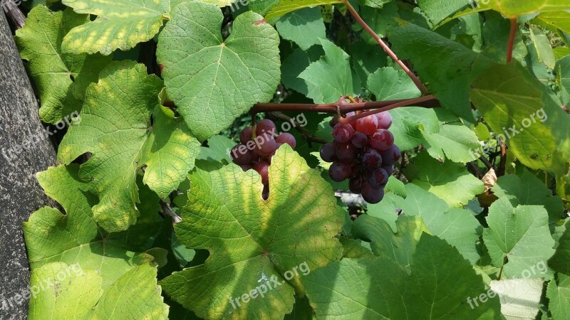 Grape Green Leaves Purple And Green Free Photos