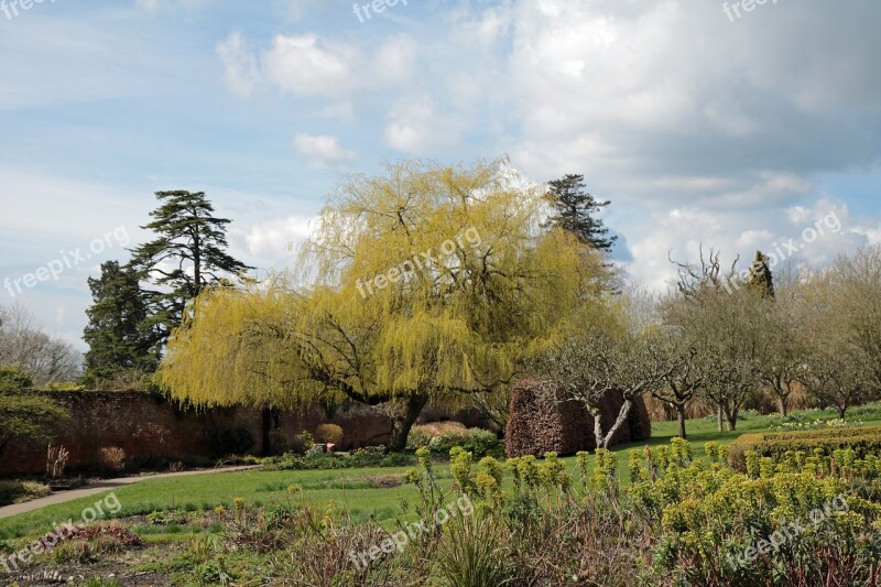 Willow Tree English Garden Willow Garden Tree