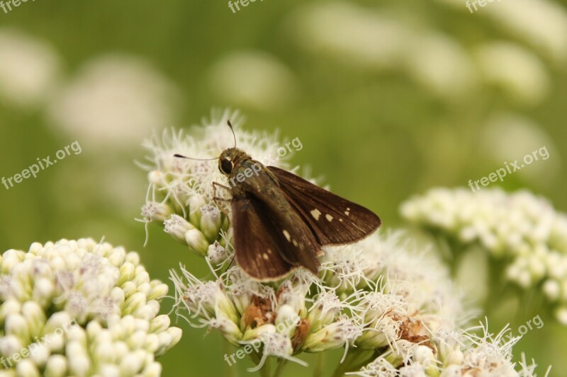 Flowers Butterfly Nature White Resting