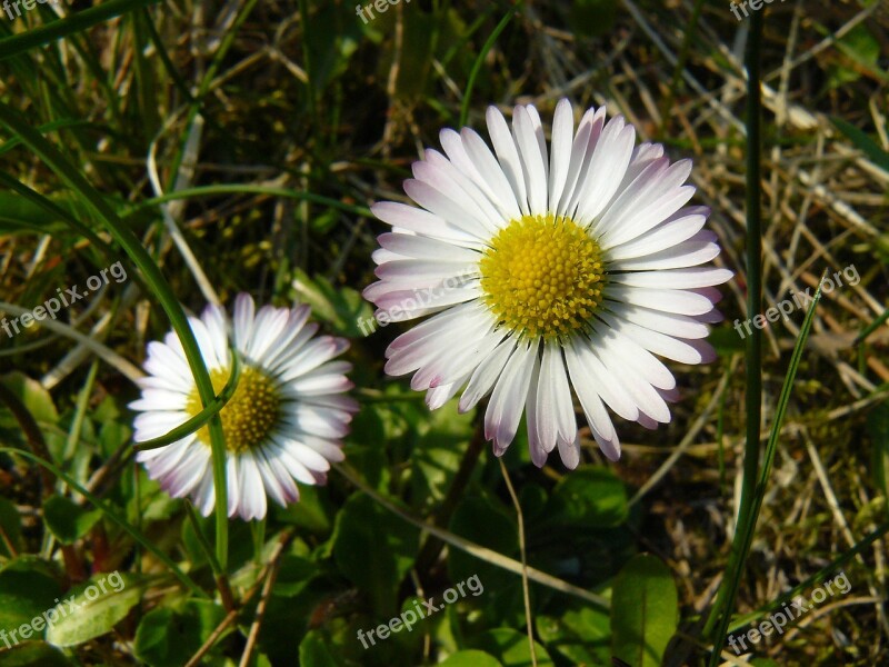 Spring Daisies Nature Flower Daisy