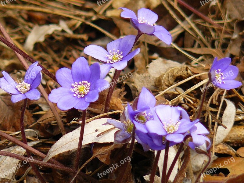 Spring Flowers Nature Plant Crocus