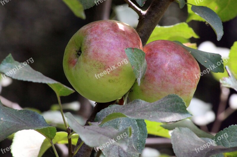 Apple Fruit Leaves Leaf Red