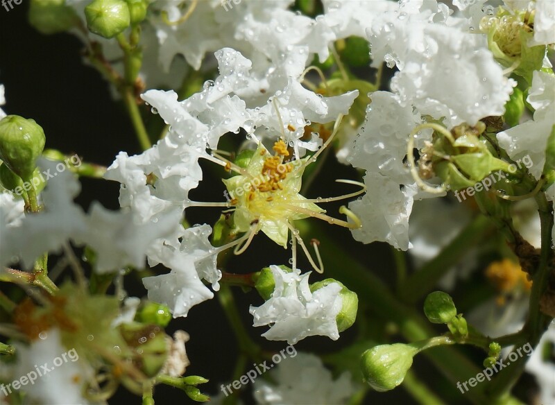 Rain-wet Crepe Myrtle Crepe Myrtle Flower Blossom Bloom