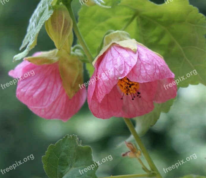 Flowering Maple Container Plant Garden Deck Pink