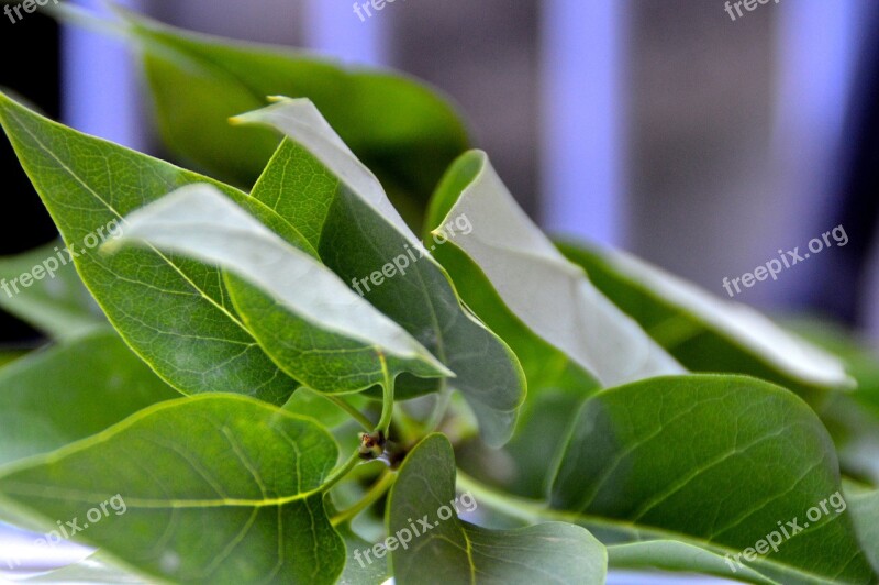 Ivy Leaves Green Plant Nature