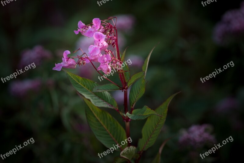 Balsam Balsaminengewaechs Himalayan Balsam Impatiens Glandulifera Indian Springkraut