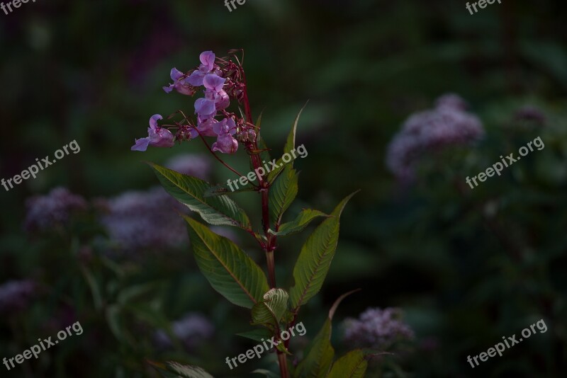 Balsam Balsaminengewaechs Himalayan Balsam Impatiens Glandulifera Indian Springkraut