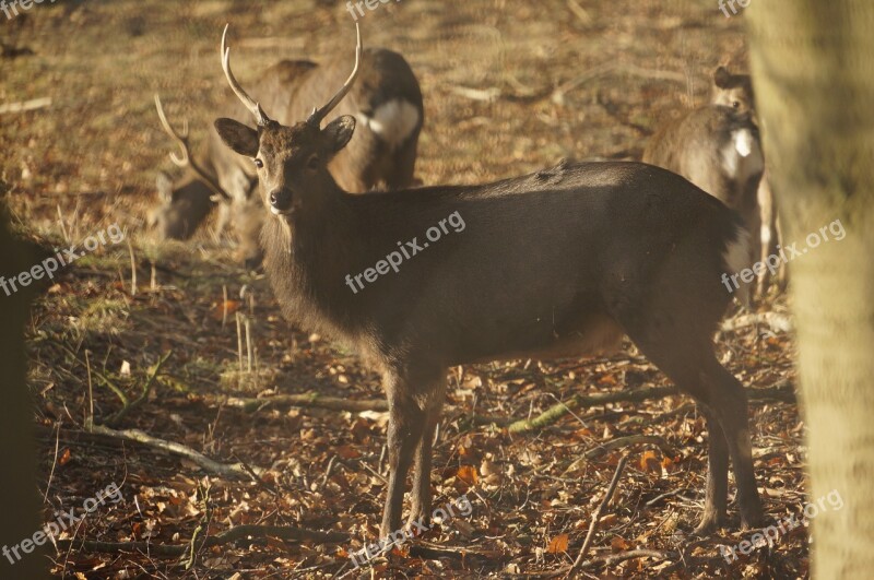 Deer Forest Autumn Free Photos