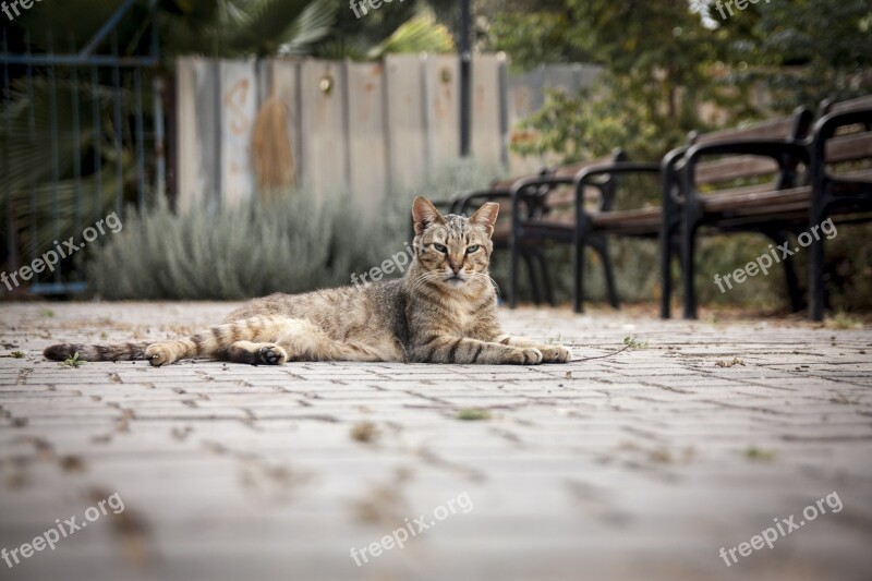 Cat Street Animal Homeless Fur